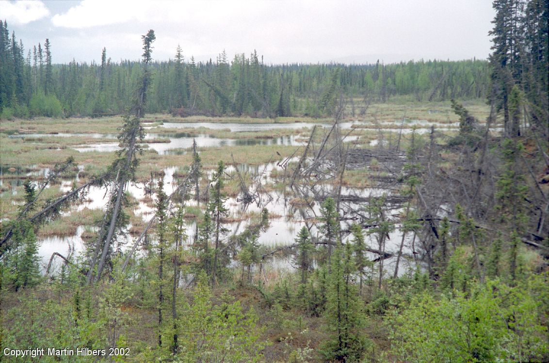 Alaska Highway : Northway - Beaver Creek / Trees in swamp. Click to see full size image
