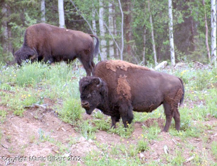 Alaska Highway : Watson Lake - Coal River / Bison. Click to see full size image