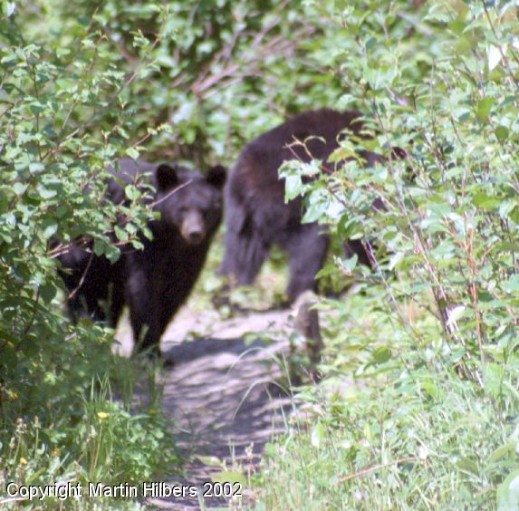 Alaska Highway : Fort Nelson - Prophet River / Another lunch time visitor. Click to see full size image