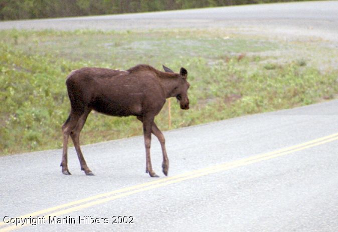 Alaska Highway : Liar Hot Springs - Toad River / Moose. Click to see full size image