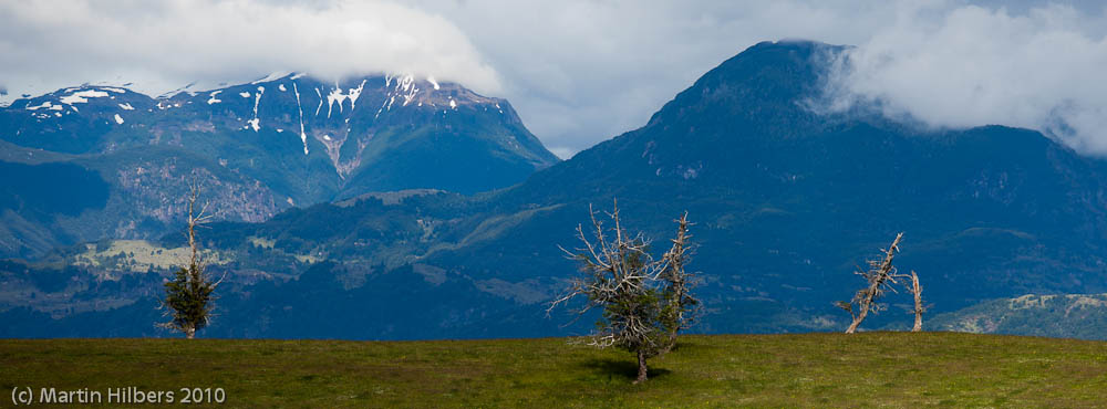Carretera Austral: 27/12 Coyhaique - Cerro Castillo / Windswept trees. Click to see full size image
