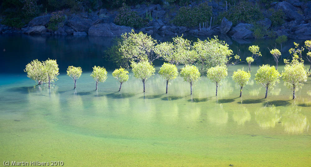 Carretera Austral: 29/12 Bahia Murta - Puerto Bertrand / Trees in Lago Bertrand. Click to see full size image
