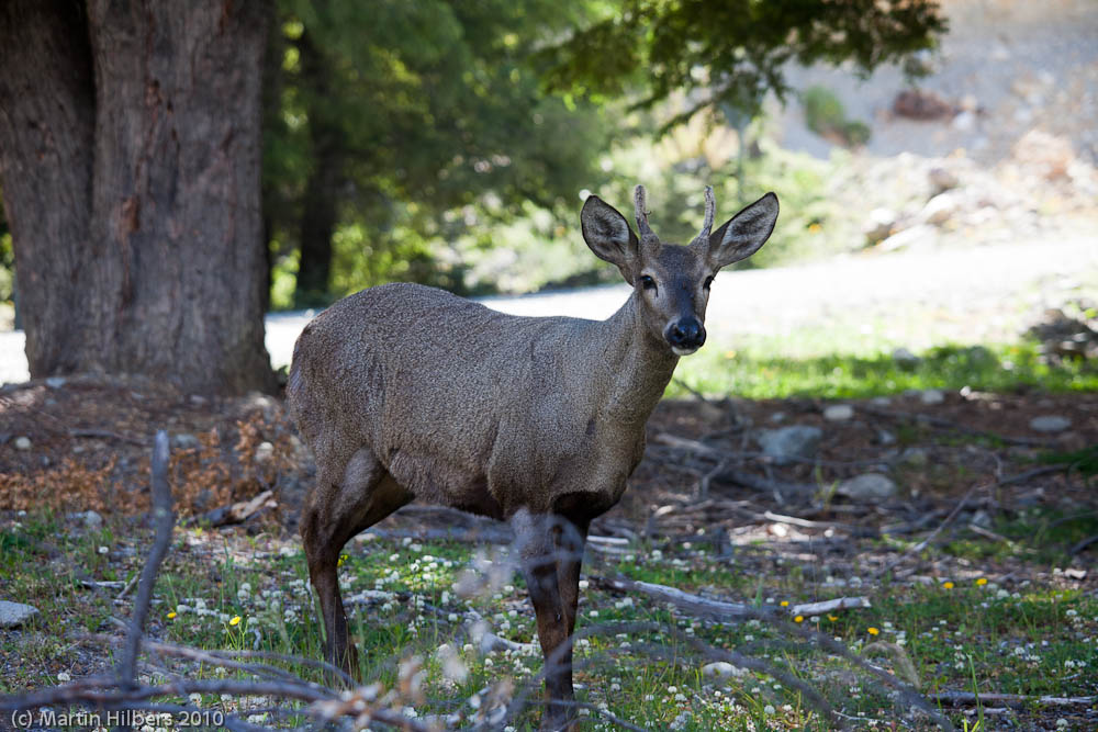 Carretera Austral: 31/12 near Cochrane - near Puerto Yungay / The rare huemul deer. Click to see full size image