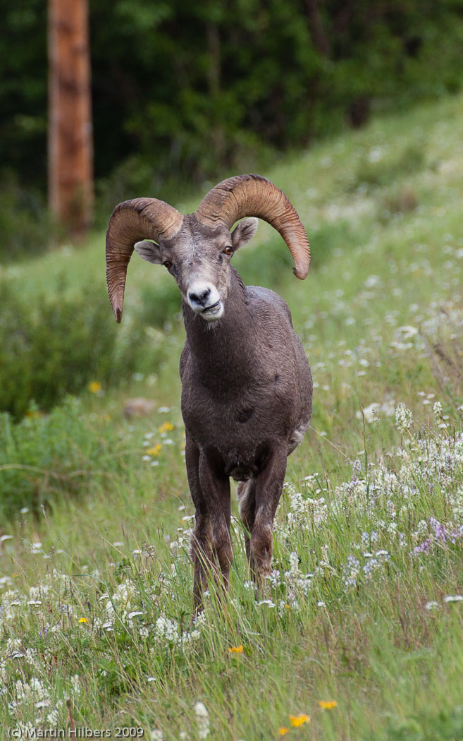 Jasper-Banff-Waterton-Glacier: 9 Jul: Kananaskis - Longview / Bighorn Sheep. Click to see full size image