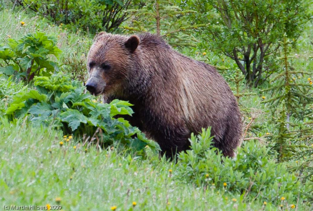 Jasper-Banff-Waterton-Glacier: 9 Jul: Kananaskis - Longview / Grizzly along Kananaskis Highway. Click to see full size image