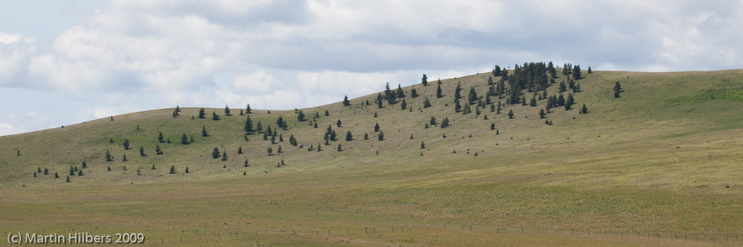 Jasper-Banff-Waterton-Glacier: 10 Jul: Longview - Blairmore / Trees on the Prairie. Click to see full size image