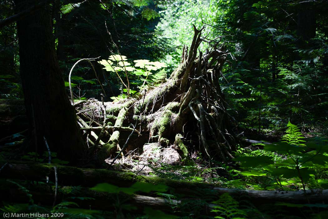 Jasper-Banff-Waterton-Glacier: 17 Jul: Going to the sun road / Fallen tree in Avalanche Creek. Click to see full size image