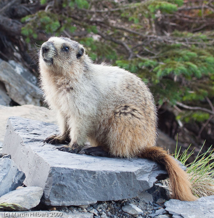 Jasper-Banff-Waterton-Glacier: 18 Jul: Highline Trail Hike / Marmot. Click to see full size image