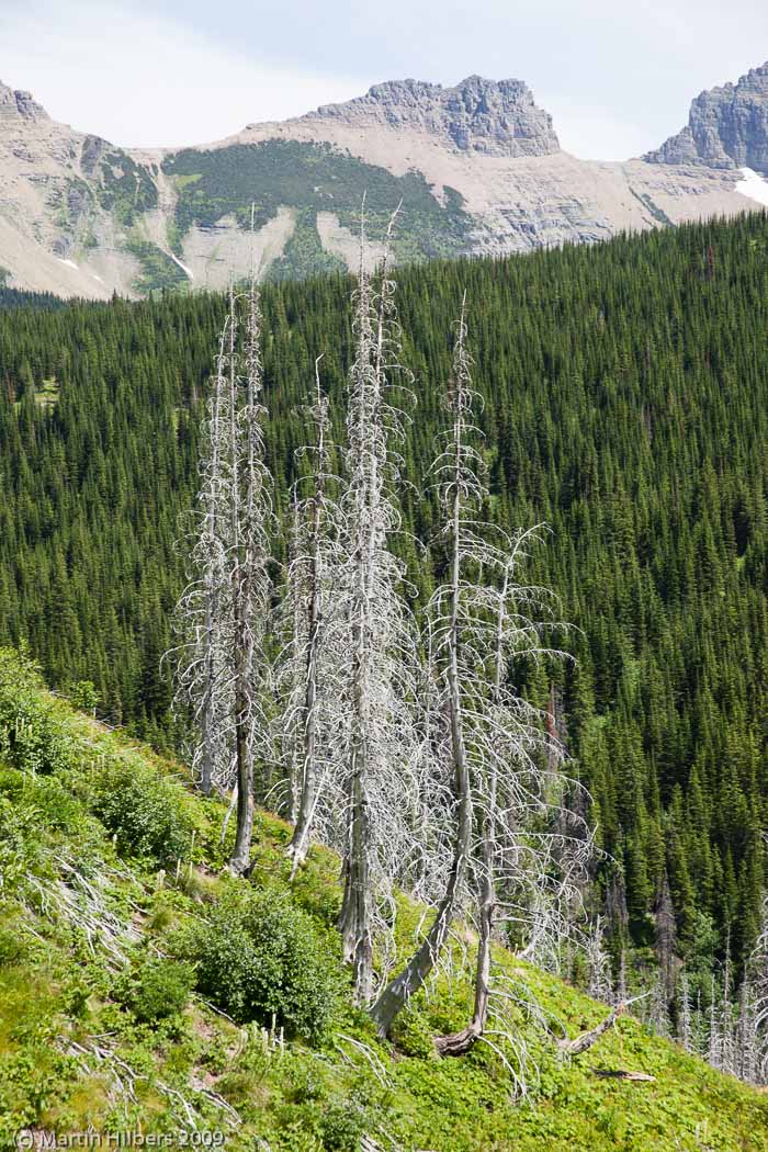 Jasper-Banff-Waterton-Glacier: 18 Jul: Highline Trail Hike / Group of burnt trees. Click to see full size image