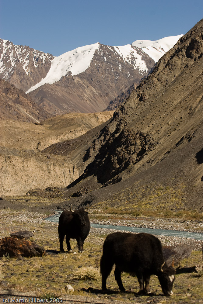 Karakoram Highway : Sost - Koksil / Cattle. Click to see full size image