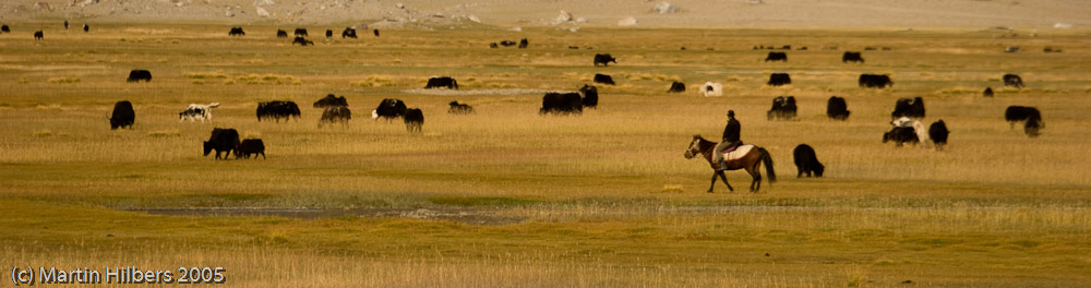 Karakoram Highway : Bejond Kara Kuli, Bus to Tashkurgan / Herdsman with yaks. Click to see full size image