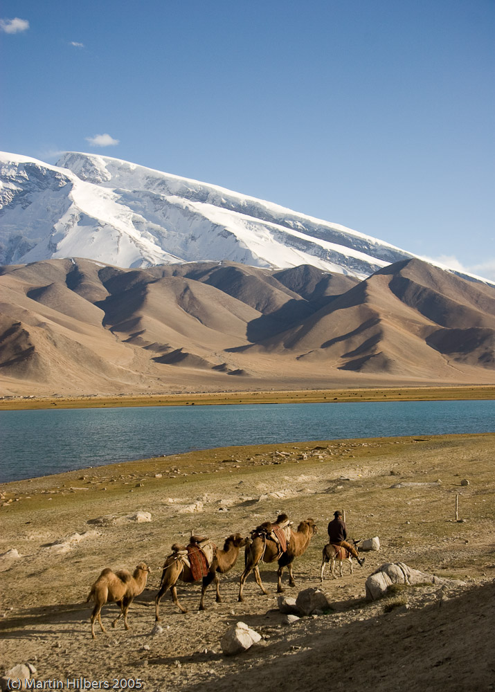 Karakoram Highway : Bejond Kara Kuli, Bus to Tashkurgan / Camel driver in front of Mutztag Ata. Click to see full size image