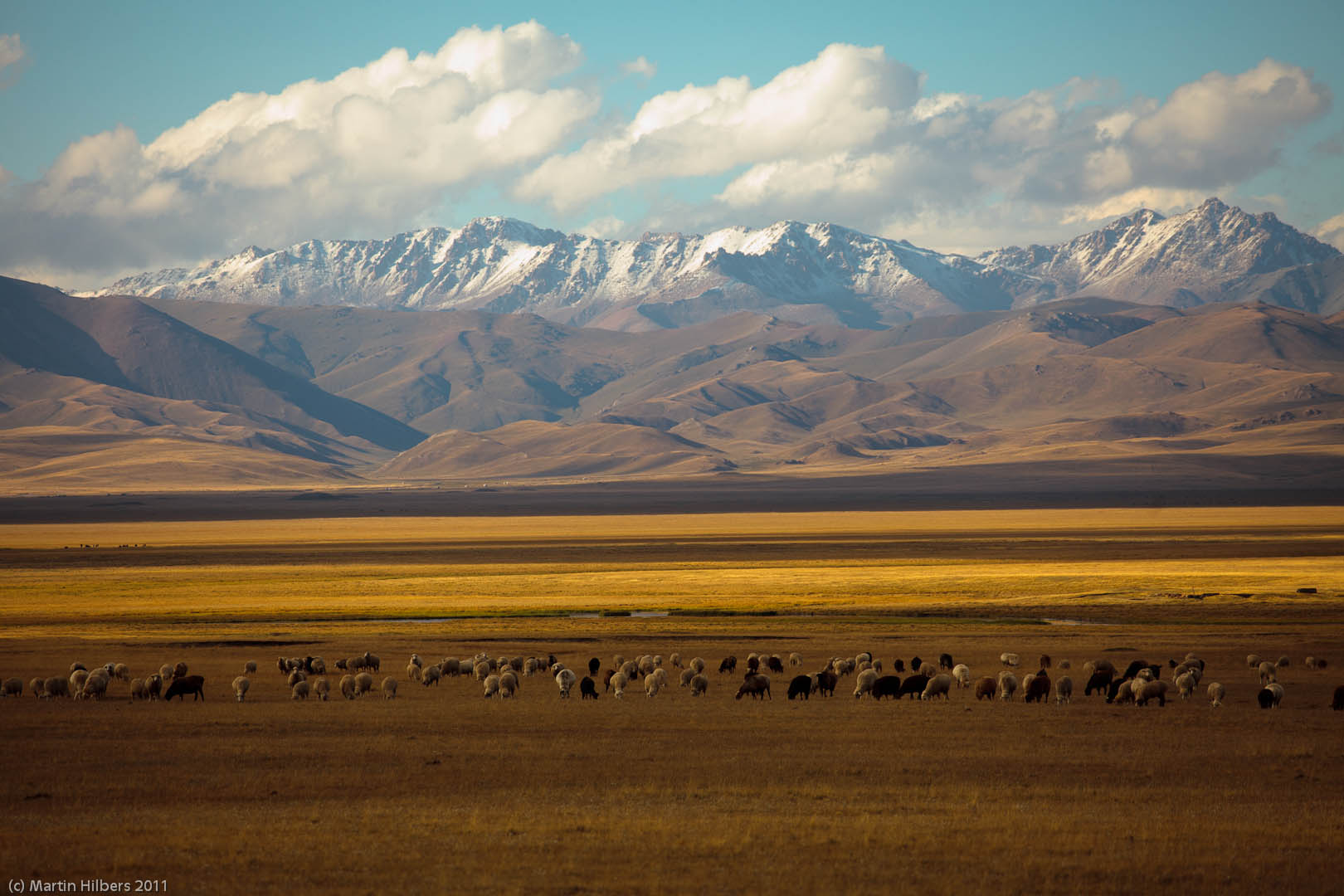 Kyrgyzstan: 31/8 Naryn - Song Kul / Sheep, Mountains near Song Kul. Click to see full size image
