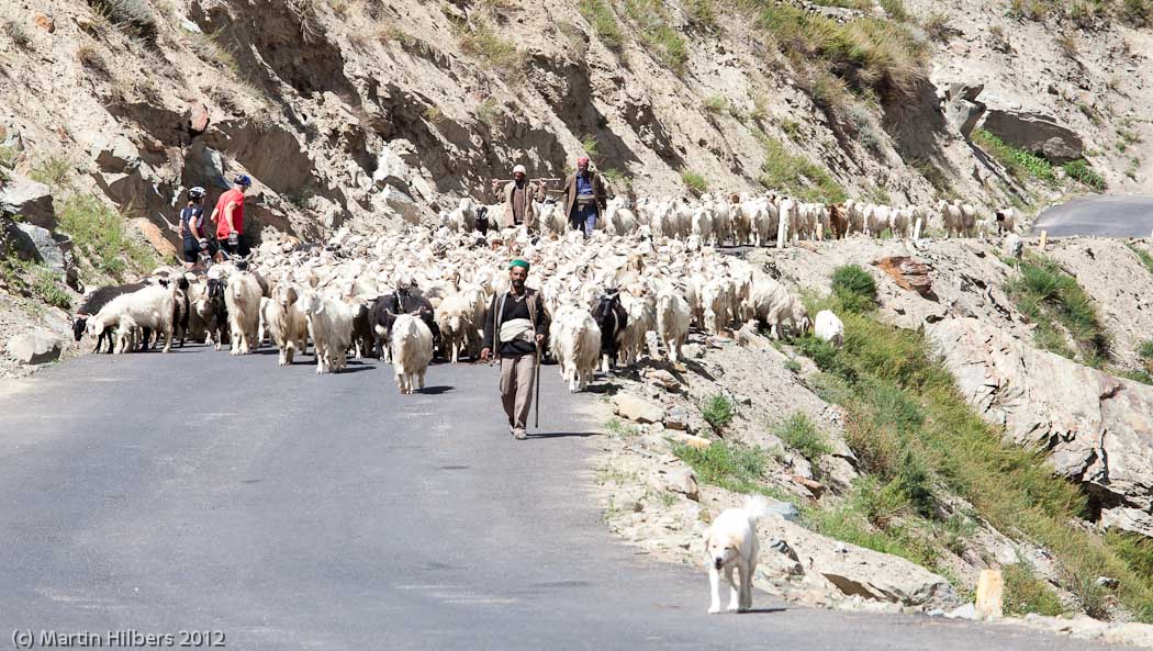 Ladakh: 23/8 Keylong - Patseo / Stuck in traffic. Click to see full size image