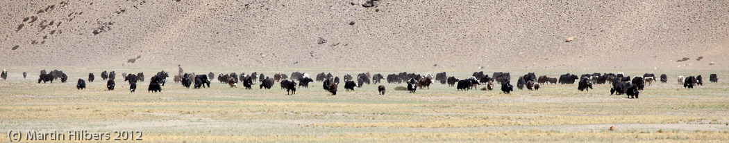 Ladakh: 26/8 Moray Plains / Yak herd. Click to see full size image