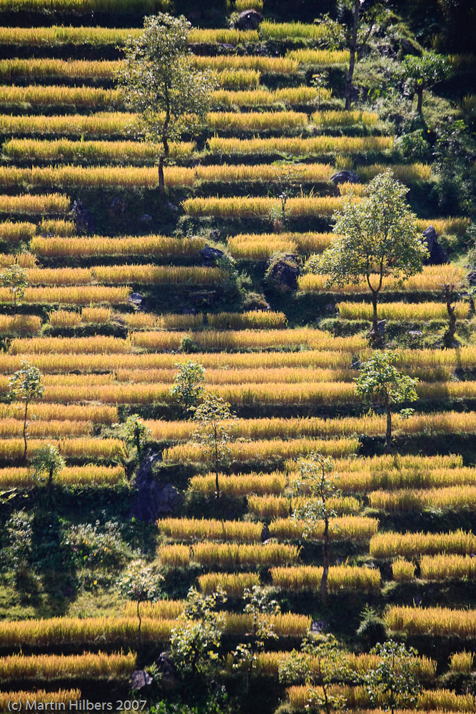Lhasa Kathmandu : The Last Resort - Dhulikei / Fields. Click to see full size image