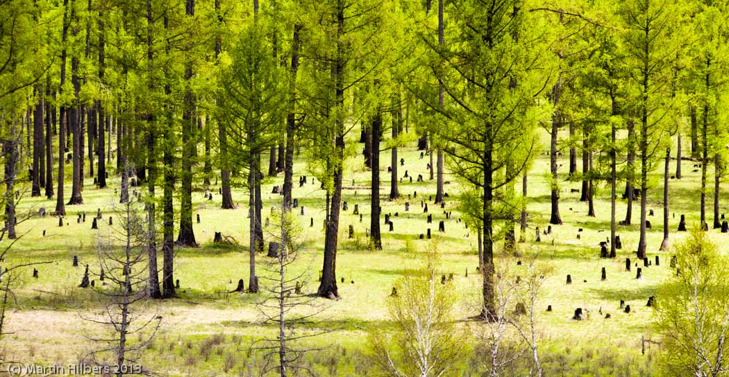 Mongolia: 4/6 Erdenet - Bulgan / Mongolian woods. Click to see full size image