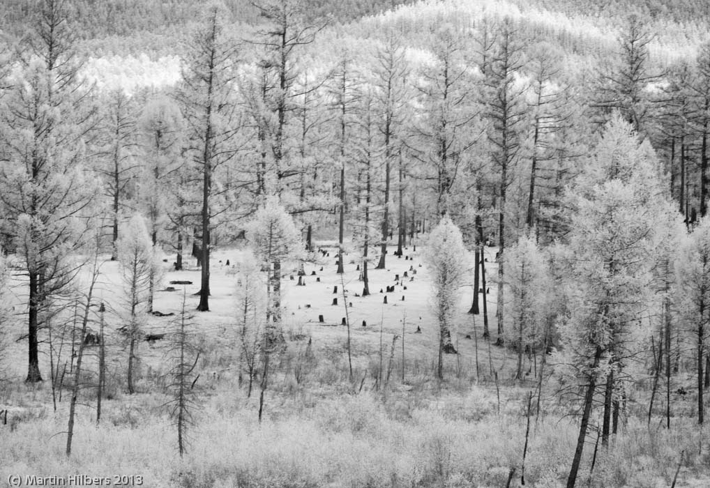 Mongolia: 4/6 Erdenet - Bulgan / Mongolian woods (IR). Click to see full size image