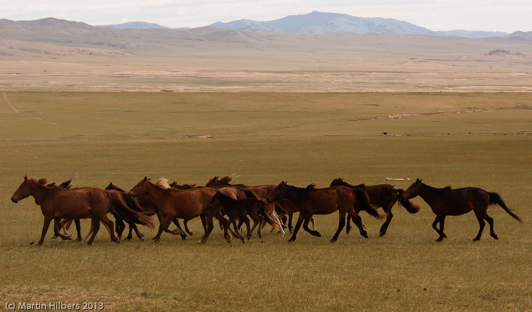 Mongolia: 6/6 Saikhan - Öldziyt / Running horses. Click to see full size image