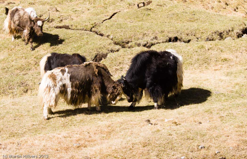 Mongolia: 12/6 Khangai Mountains Pass - Erdenetsogt / Fighting yaks. Click to see full size image