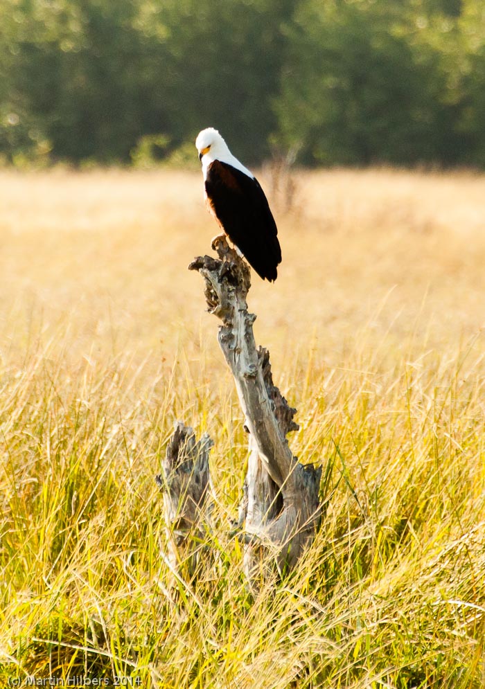 Victoria Falls - Cape Town: 23/5 Moreni - Maun / Fish Eagle. Click to see full size image