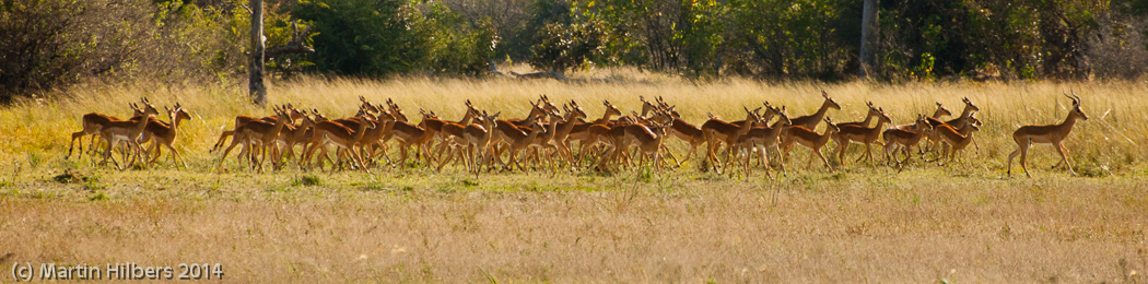Victoria Falls - Cape Town: 23/5 Moreni - Maun / Impalas on the run. Click to see full size image