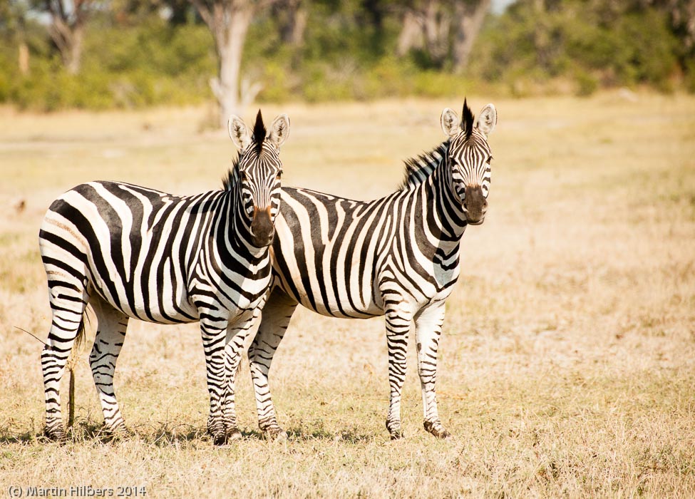 Victoria Falls - Cape Town: 23/5 Moreni - Maun / Zebras watching. Click to see full size image
