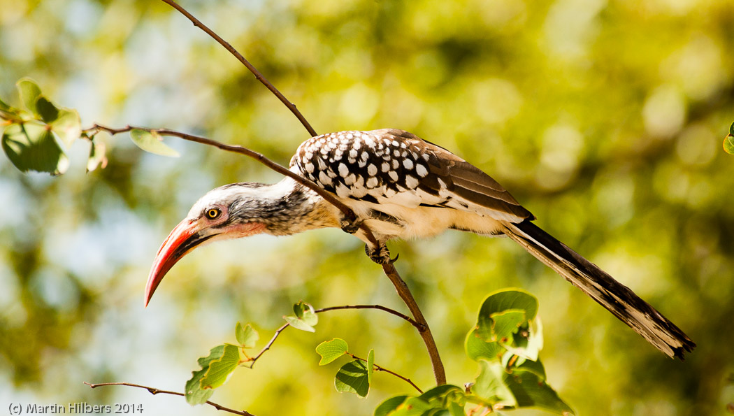 Victoria Falls - Cape Town: 23/5 Moreni - Maun / Red Billed Hornbill. Click to see full size image