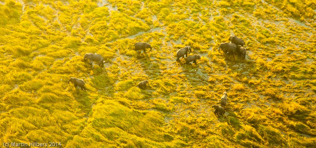 Victoria Falls - Cape Town: 23/5 Moreni - Maun / Okavanga Delta Elefants. Click to see full size image