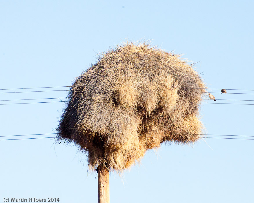 Victoria Falls - Cape Town: 26/5 Windhoek - Rooisand / Weaver bird colony with electricity. Click to see full size image