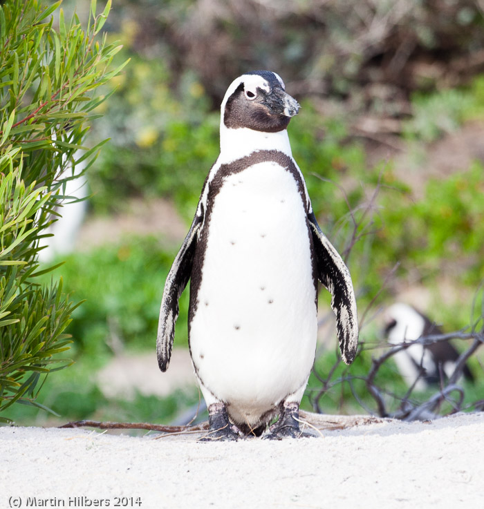 Victoria Falls - Cape Town: 6/6 Cape of good Hope / Pinguin at Boulder Beach. Click to see full size image