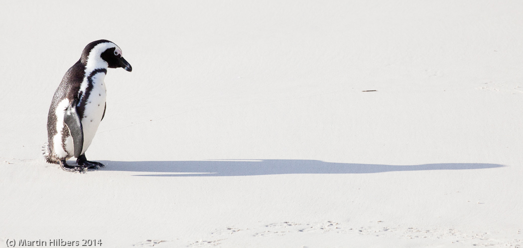 Victoria Falls - Cape Town: 6/6 Cape of good Hope / Pinguin and his shadow. Click to see full size image