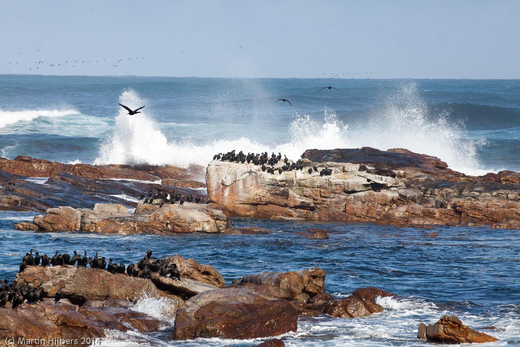 Victoria Falls - Cape Town: 6/6 Cape of good Hope / Birds braving the waves. Click to see full size image